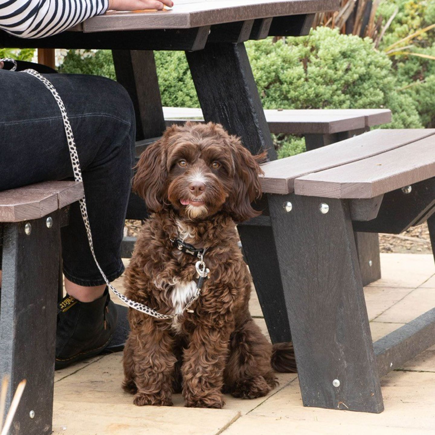 Your local dog friendly pub in Clay Cross